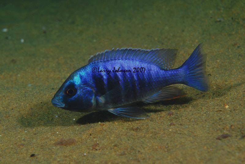 Placidochromis electra 'Malopa'